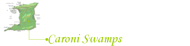 Caroni Swamps