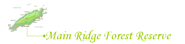 Main Ridge Forest Reserve